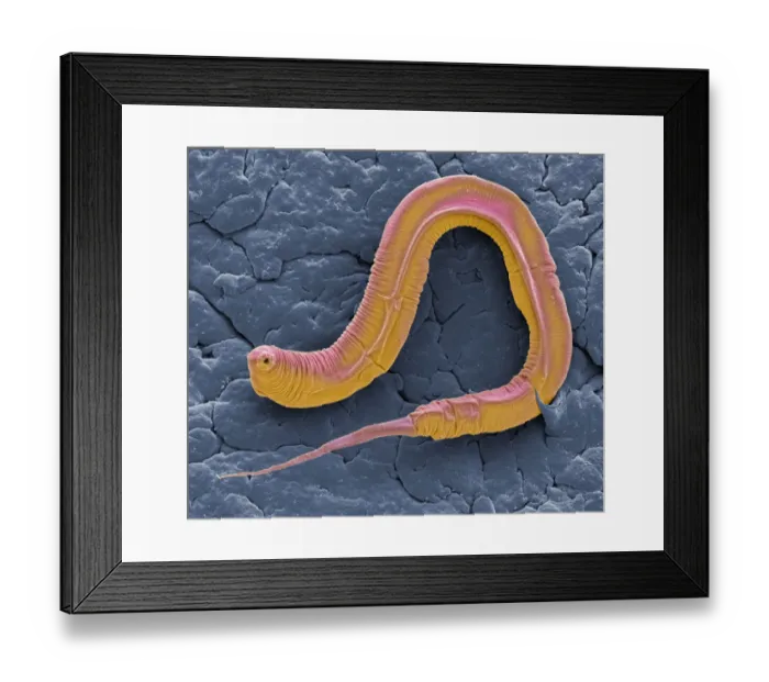 Framed Print : C elegans, SEM
