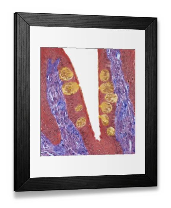 Framed Print : Taste buds, LM Framed Print : Taste buds, LM