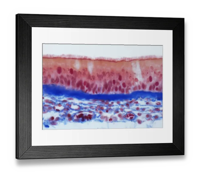 Framed Print : Trachel epithelium, LM Framed Print : Trachel epithelium, LM