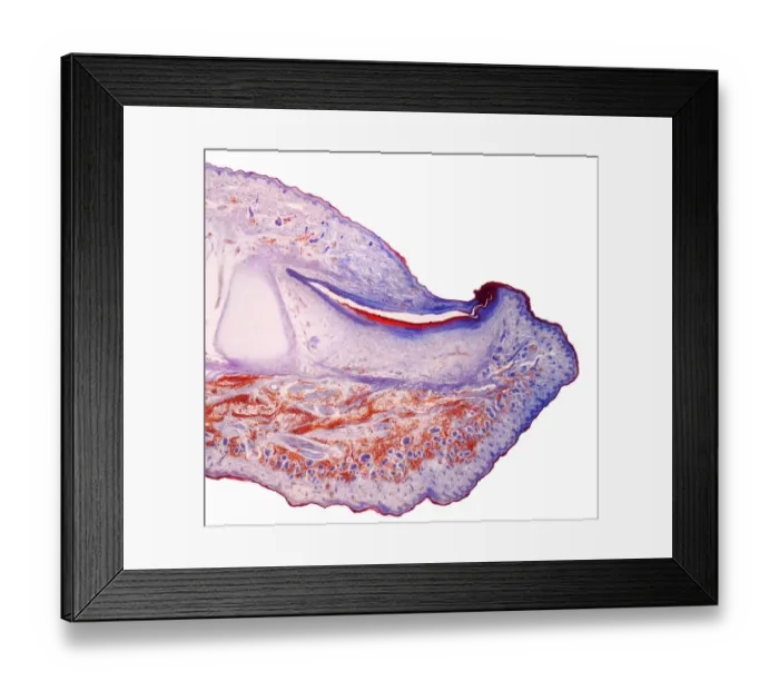Framed Print : Fingertip, LM Framed Print : Fingertip, LM