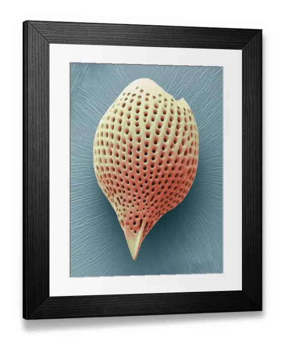 Framed Print : Radiolarian, SEM Framed Print : Radiolarian, SEM