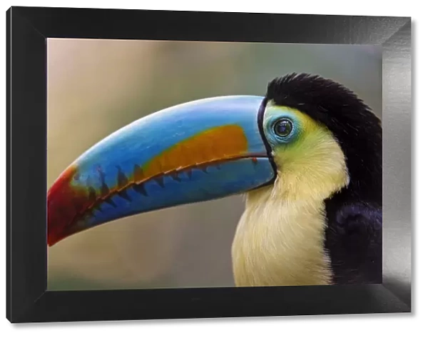 Close profile portrait of a toucan