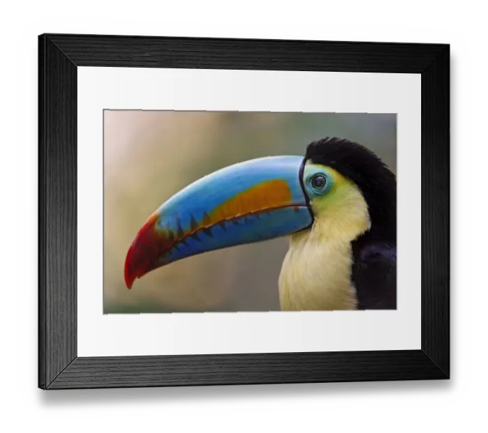 Framed Print : Close profile portrait of a toucan