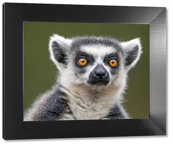 Nice portrait of a ring-tailed lemur