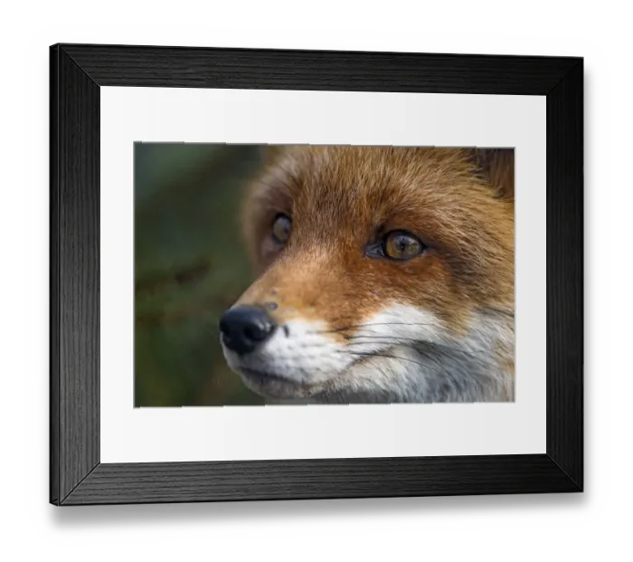Framed Print : Close portrait of a red fox Framed Print : Close portrait of a red fox