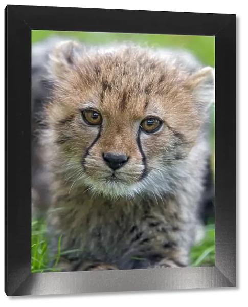 Very close portrait of a cheetah cub