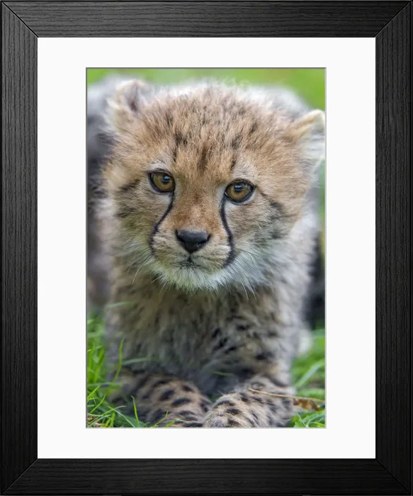 Framed Print : Very close portrait of a cheetah cub Framed Print : Very close portrait of a cheetah cub