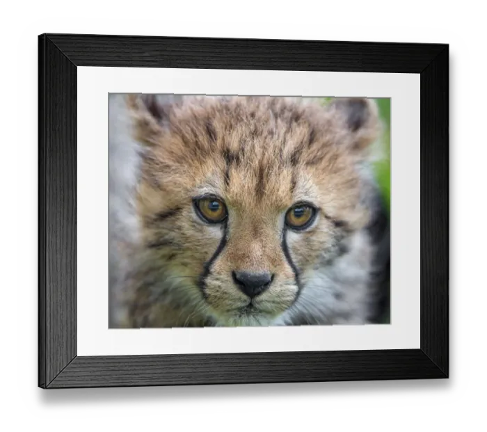 Framed Print : Close portrait of a cheetah cub Framed Print : Close portrait of a cheetah cub