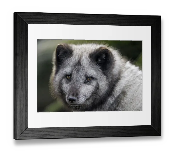 Framed Print : Close portrait of an arctic fox Framed Print : Close portrait of an arctic fox