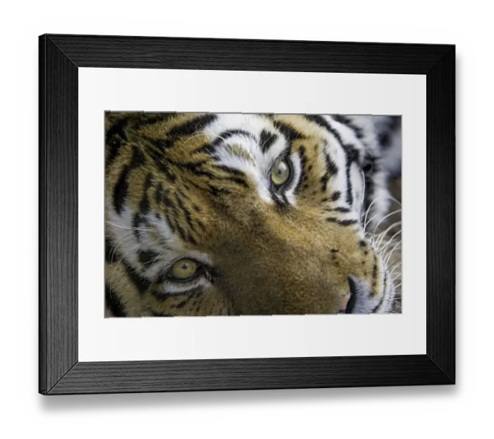 Framed Print : Close tigress looking at camera Framed Print : Close tigress looking at camera