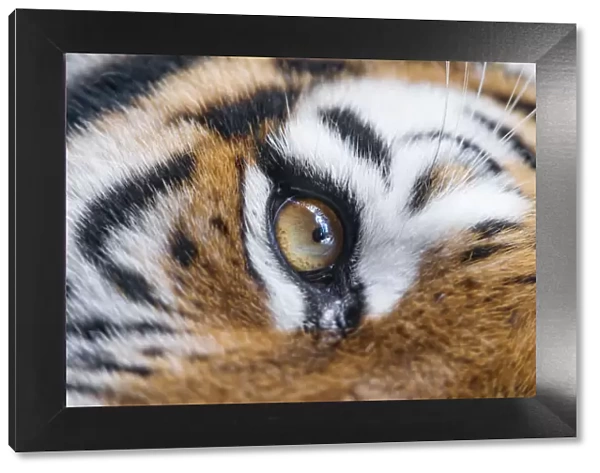 Eye of the tigress