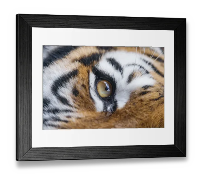 Framed Print : Eye of the tigress Framed Print : Eye of the tigress