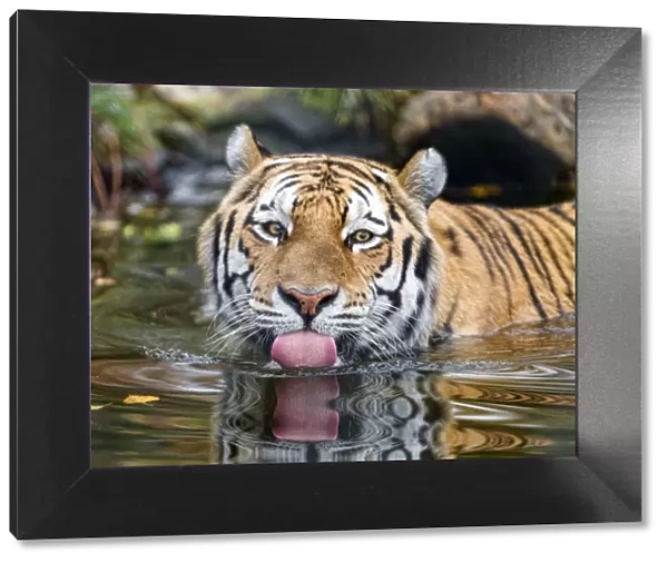 Amur tiger in the water, showing tongue