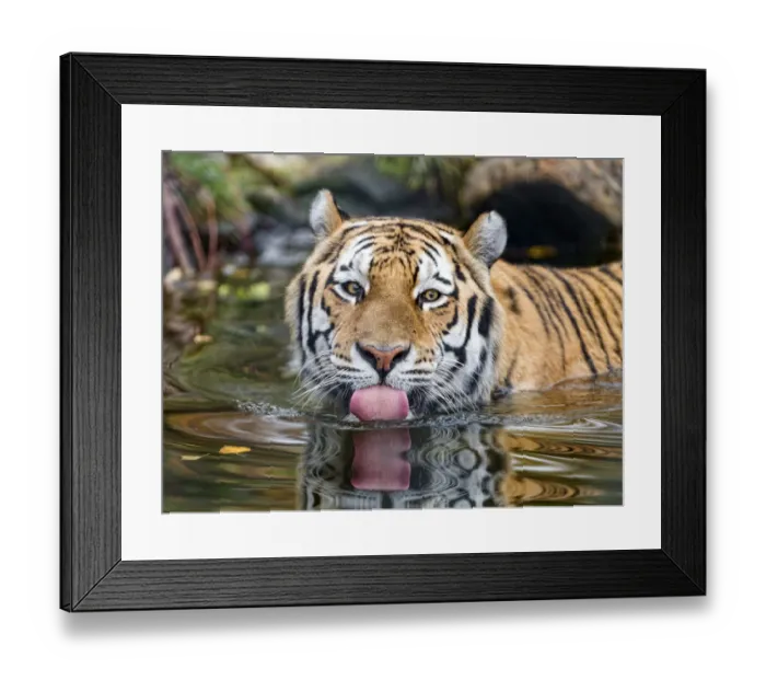 Framed Print : Amur tiger in the water, showing tongue Framed Print : Amur tiger in the water, showing tongue