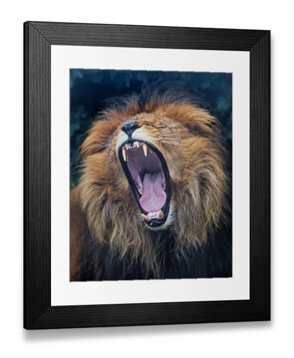 Framed Print : Portrait of a lion widely yawning Framed Print : Portrait of a lion widely yawning