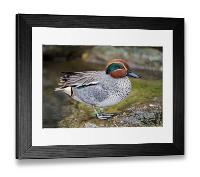 Framed Print : Eurasian teal on the rock Framed Print : Eurasian teal on the rock