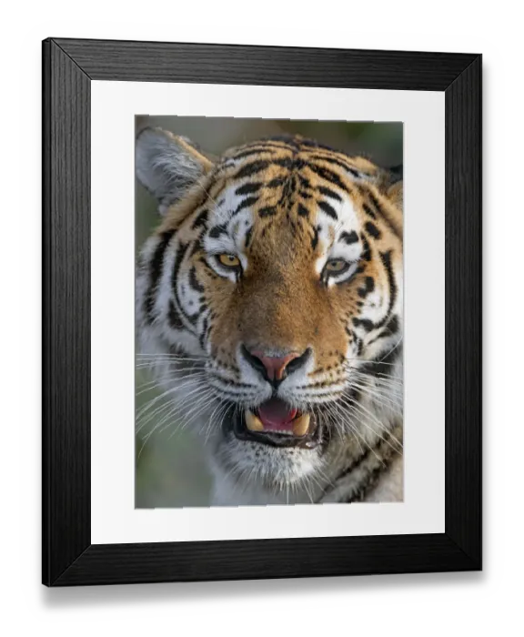Framed Print : Close portrait of an Amur tigress Framed Print : Close portrait of an Amur tigress