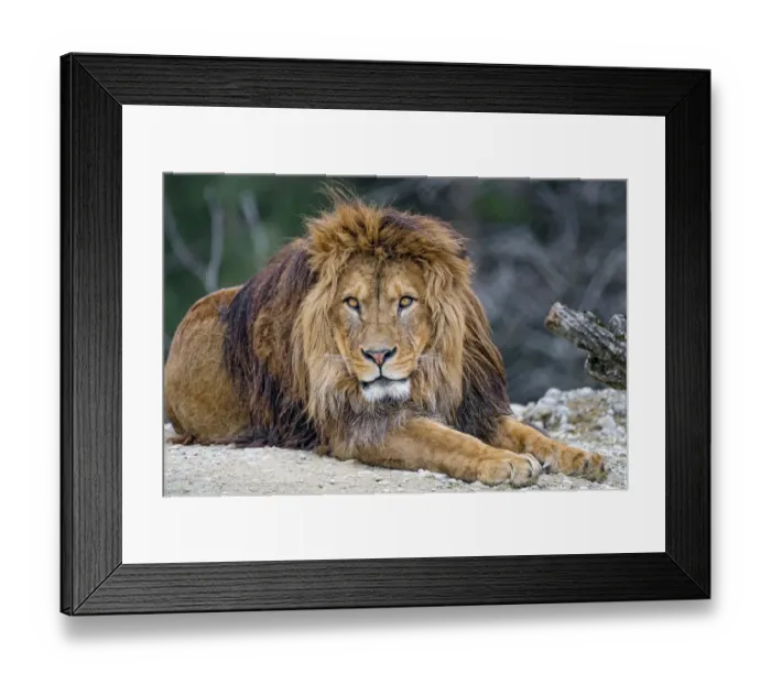 Framed Print : Pretty male lion on the stone Framed Print : Pretty male lion on the stone