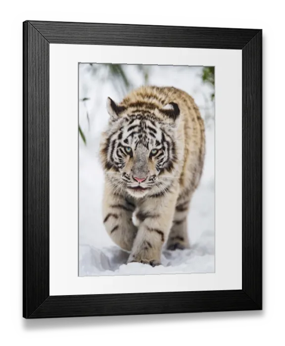Framed Print : White tigress approaching in the snow