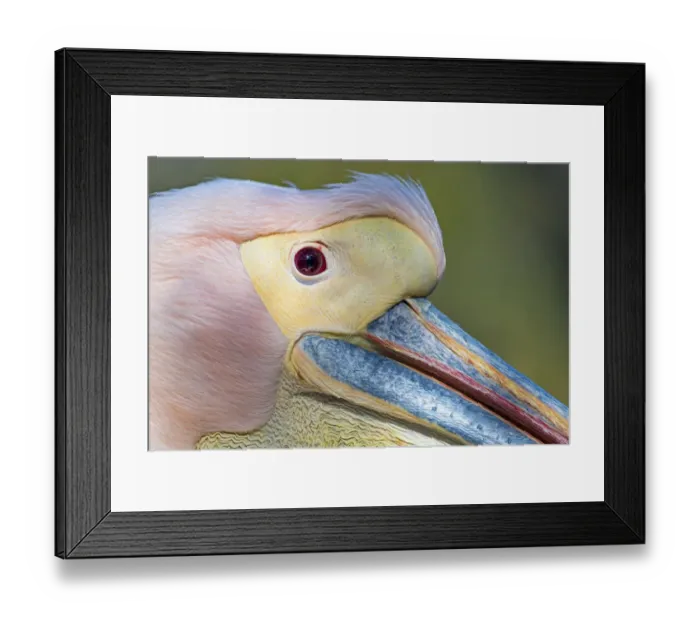 Framed Print : Extreme closeup of a pink pelican