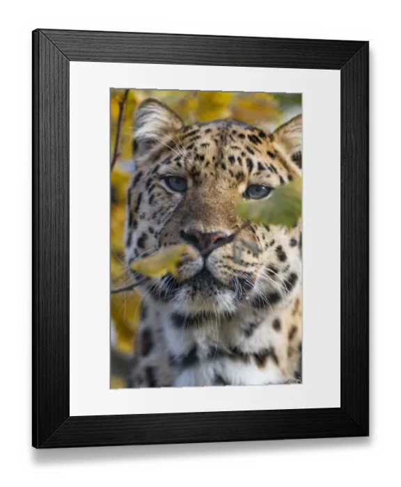 Framed Print : Close portrait of a beautiful Amur leopard Framed Print : Close portrait of a beautiful Amur leopard