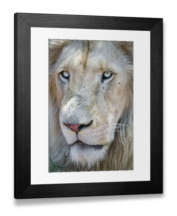 Framed Print : Close portrait of a white lion Framed Print : Close portrait of a white lion