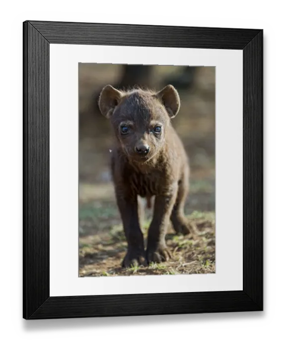 Framed Print : Young spotted hyena looking at camera Framed Print : Young spotted hyena looking at camera