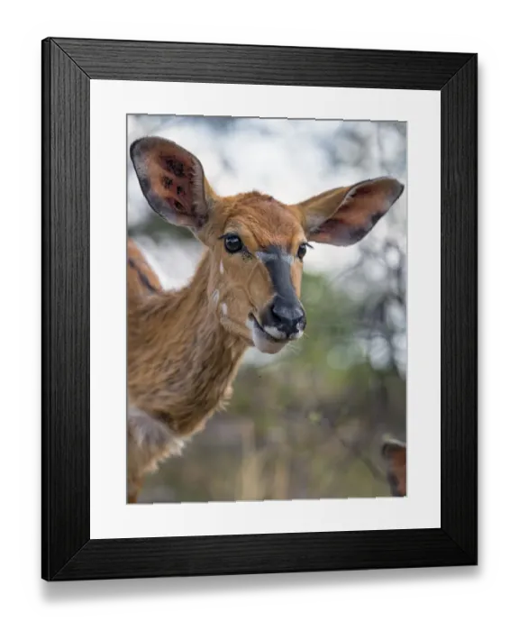 Framed Print : Close portrait of a nyala Framed Print : Close portrait of a nyala