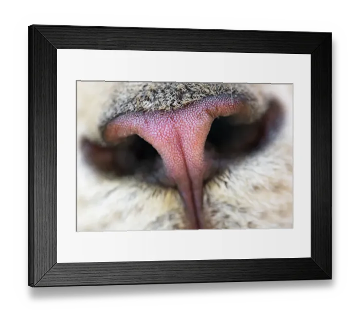 Framed Print : The mose of a white lion cub Framed Print : The mose of a white lion cub