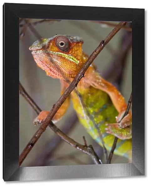 Colorful chameleon in a tree