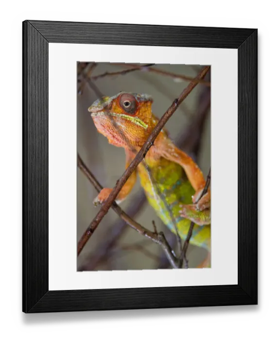 Framed Print : Colorful chameleon in a tree Framed Print : Colorful chameleon in a tree