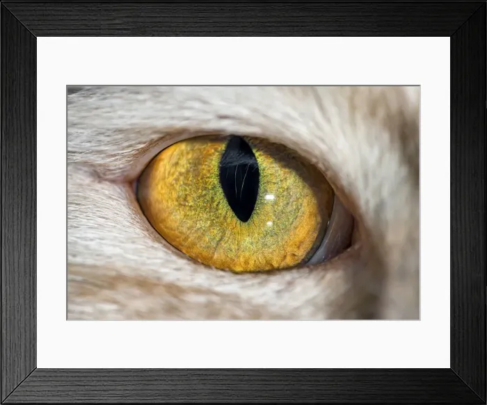 Framed Print : The eye of a domestic cat Framed Print : The eye of a domestic cat