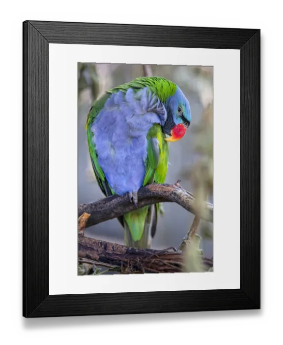 Framed Print : Lord Derbys parakeet grooming Framed Print : Lord Derbys parakeet grooming