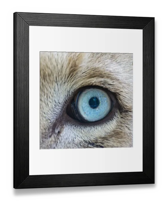 Framed Print : The eye of a white lion Framed Print : The eye of a white lion
