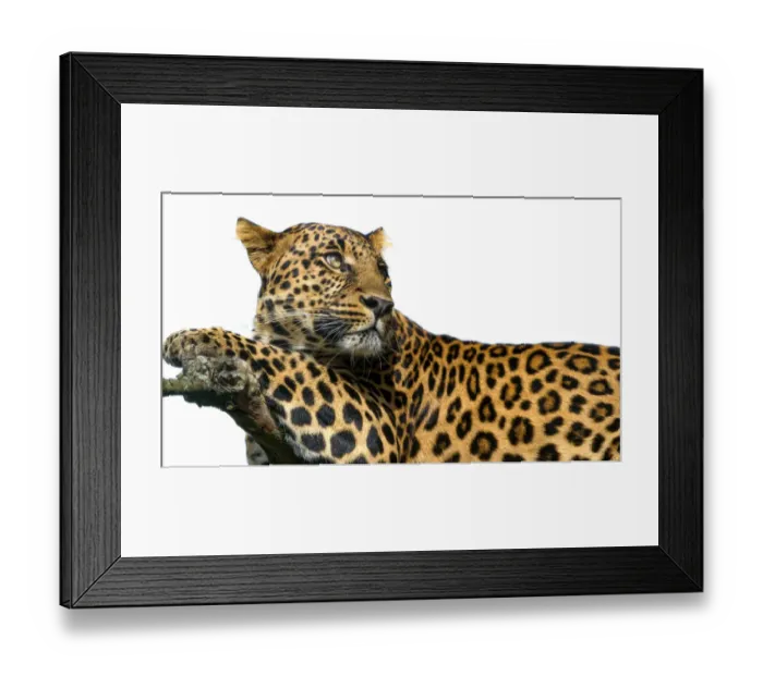 Framed Print : Leopard on white background Framed Print : Leopard on white background