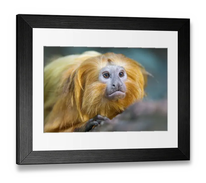 Framed Print : Portrait of a golden lion tamarin Framed Print : Portrait of a golden lion tamarin