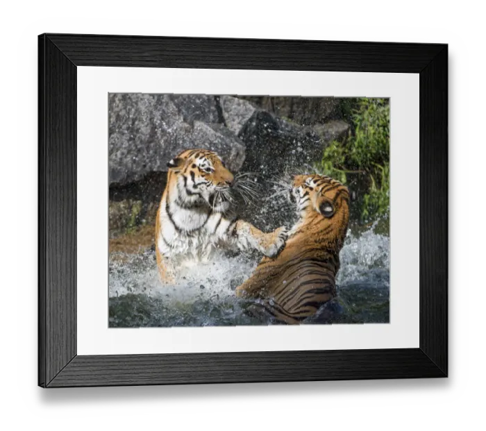 Framed Print : Two Siberian tigresses fighting