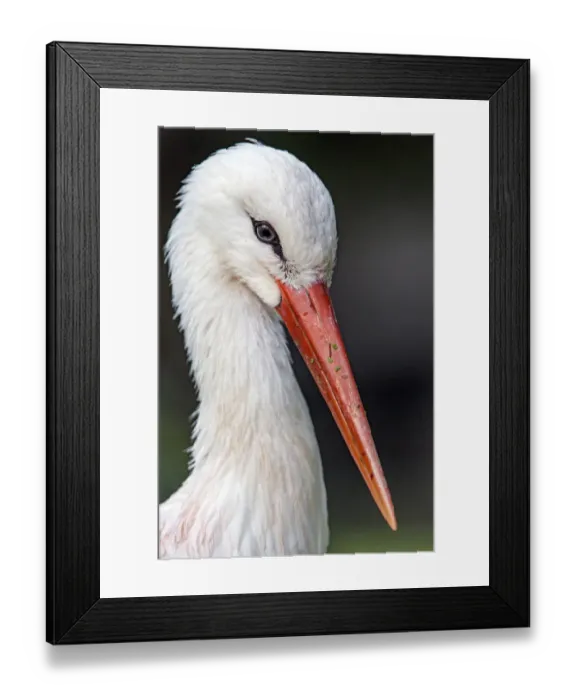 Framed Print : Portrait of a stort Framed Print : Portrait of a stort