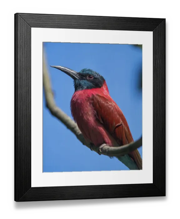 Framed Print : Bee eater on the branch Framed Print : Bee eater on the branch