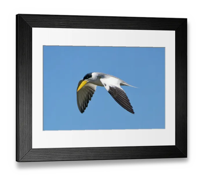 Framed Print : Large-billed tern flying Framed Print : Large-billed tern flying