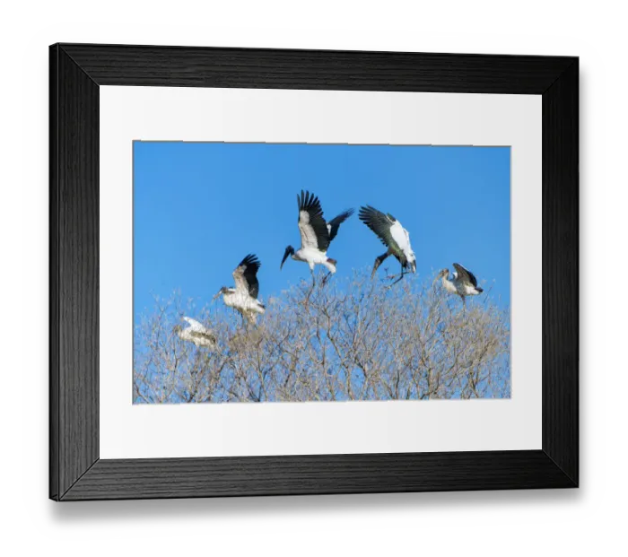 Framed Print : Wood storks on the tree Framed Print : Wood storks on the tree