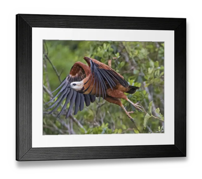Framed Print : Black collared hawk starting to flight Framed Print : Black collared hawk starting to flight