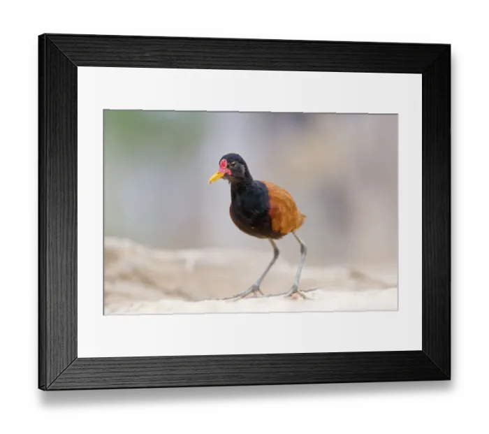 Framed Print : Wattled jacana on the sand Framed Print : Wattled jacana on the sand