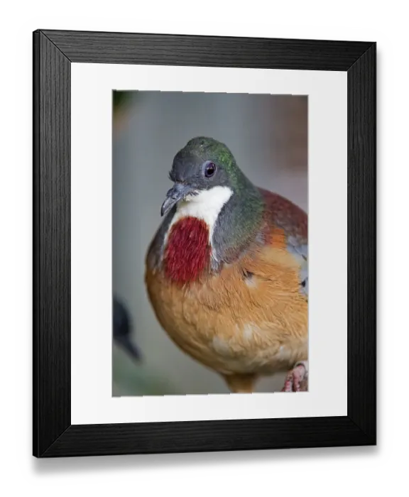 Framed Print : Bleeding heart pigeon Framed Print : Bleeding heart pigeon