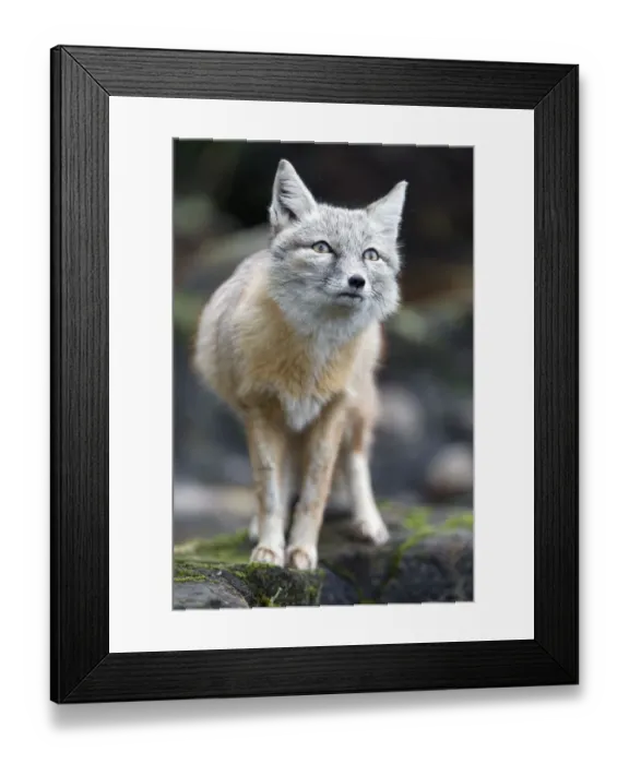 Framed Print : Corsac fox standing Framed Print : Corsac fox standing