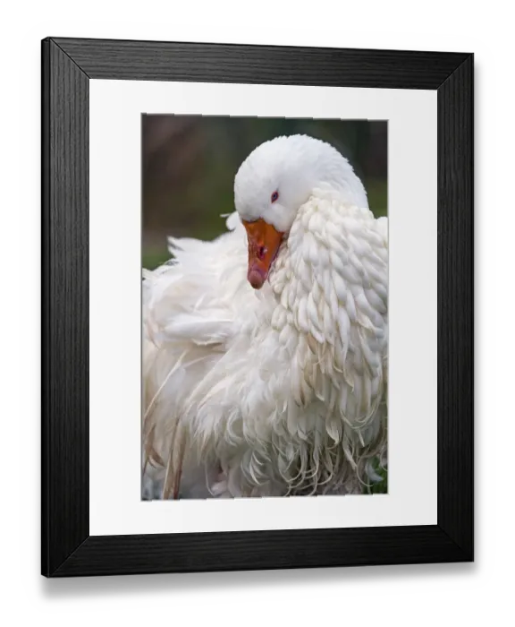 Framed Print : Sebastopol goose Framed Print : Sebastopol goose