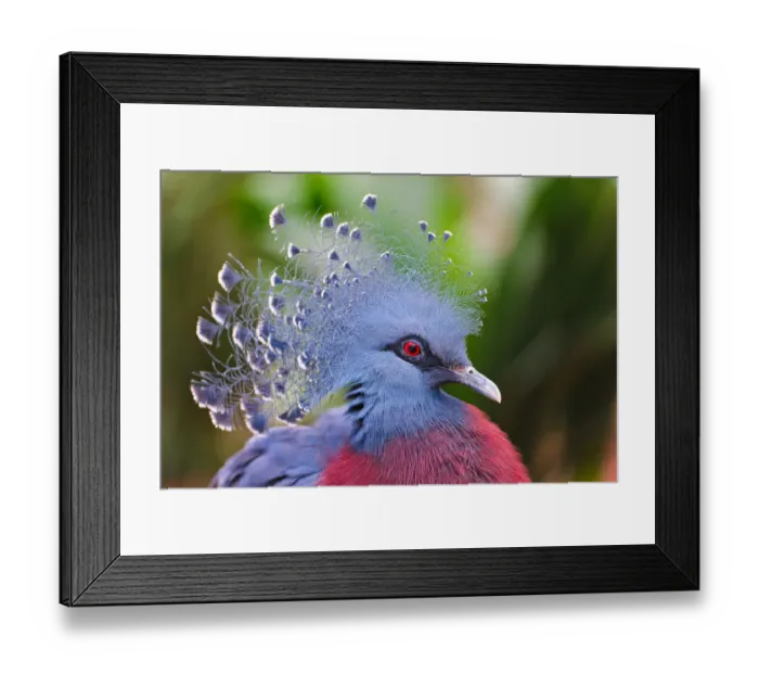 Framed Print : Victoria Crowned Pigeon Framed Print : Victoria Crowned Pigeon