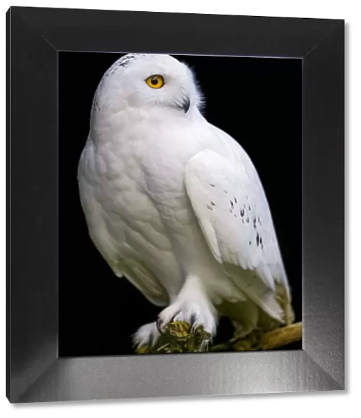 Perched snowy owl