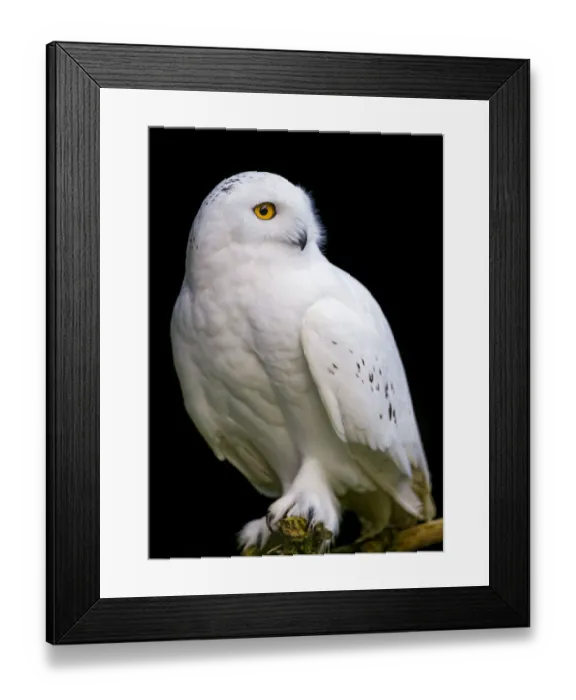 Framed Print : Perched snowy owl