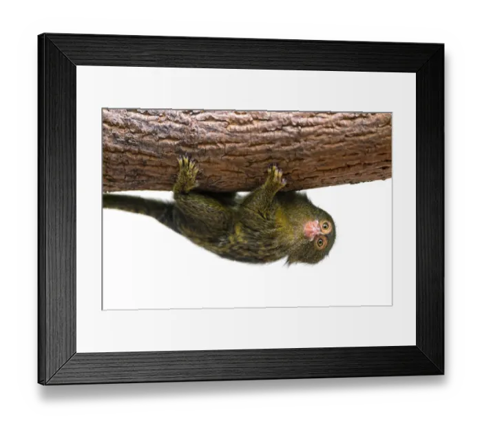 Framed Print : Cute pigmy marmoset on a branch, upside down Framed Print : Cute pigmy marmoset on a branch, upside down